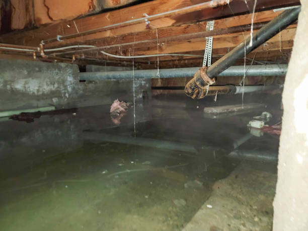 Best Water damage mitigation services  in Greensboro, GA