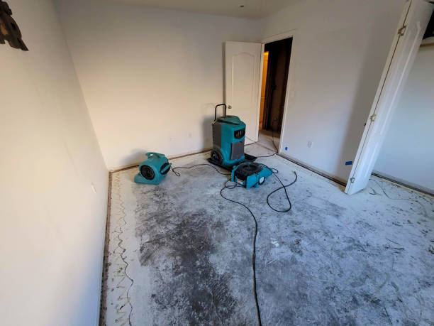 Best Professional water damage repair  in Greensboro, GA